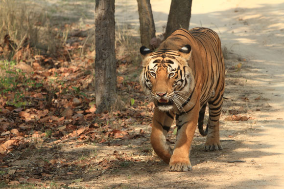 Bandhavgarh-NP-Tiger-India