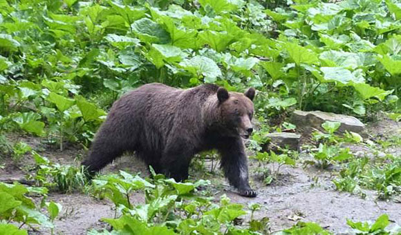 Bear-Romania