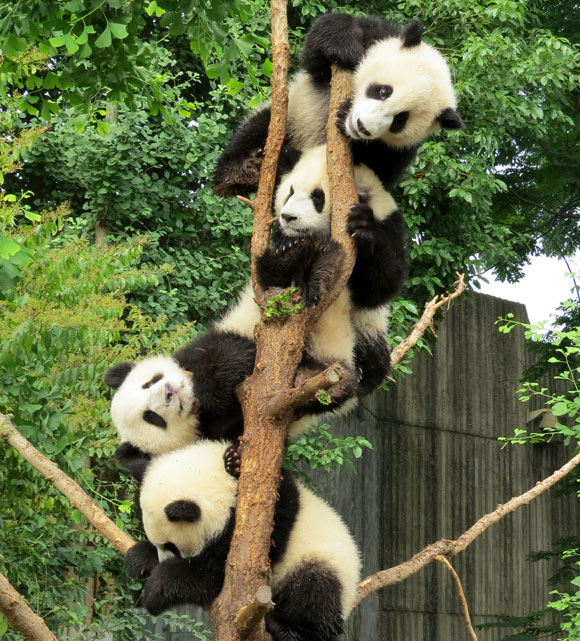 Chengdu-Baby-Pandas-China