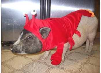 Pig dressed as a lobster to avoid being eaten on New Years Eve in Croatia