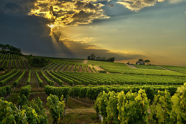 French Vineyard, Wine Holidays