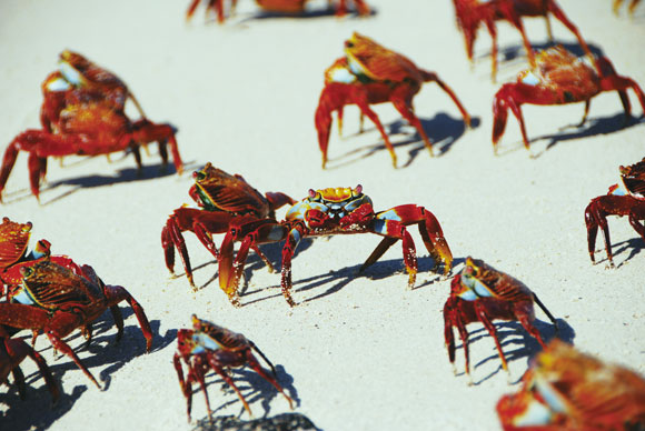 Galapagos-Islands-Sally-Lightfoot-Crabs