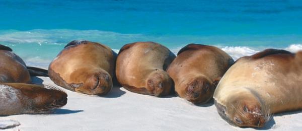 Seals sleeping on the beach in the Galapagos Islands