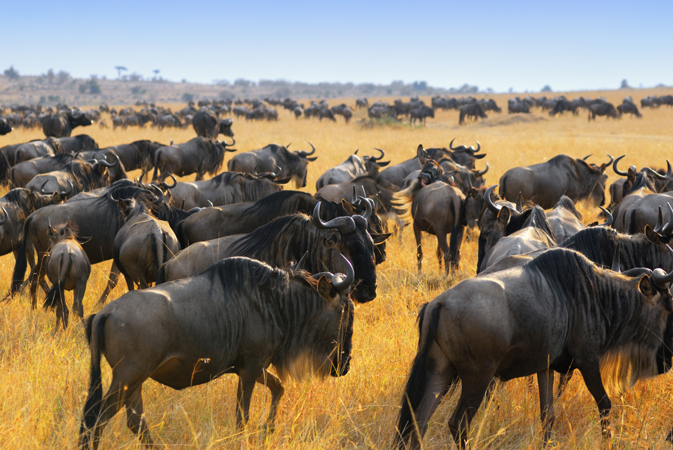 Great migration masai mara kenya wildebeest