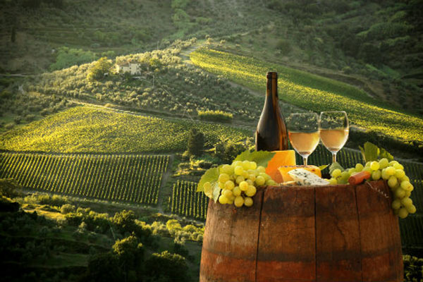 Italian vineyard Chianti Tuscany, Wine Route