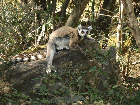 Lemur-Madagascar