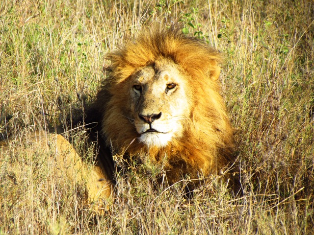 Lion lying the grass
