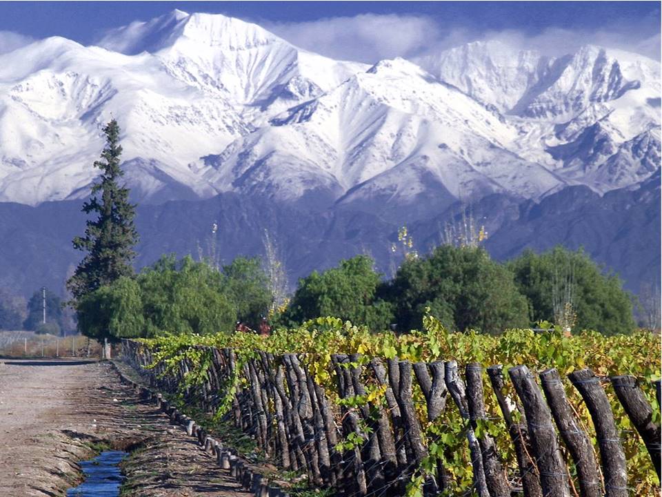 Maipo Valley Chile vineyard
