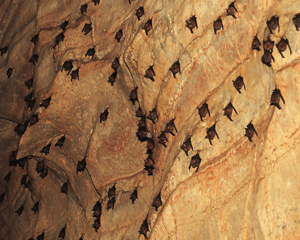 Nayang bat cave_Thailand