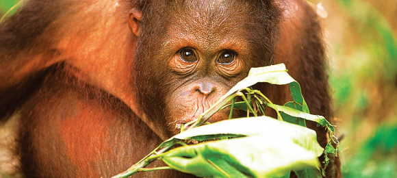 Baby Orangutan Borneo