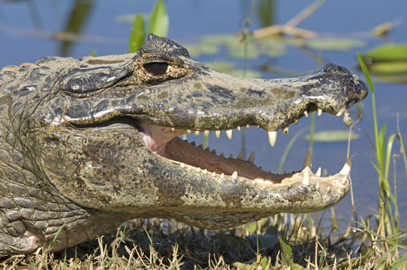 Caiman-Pantanal-Brazil
