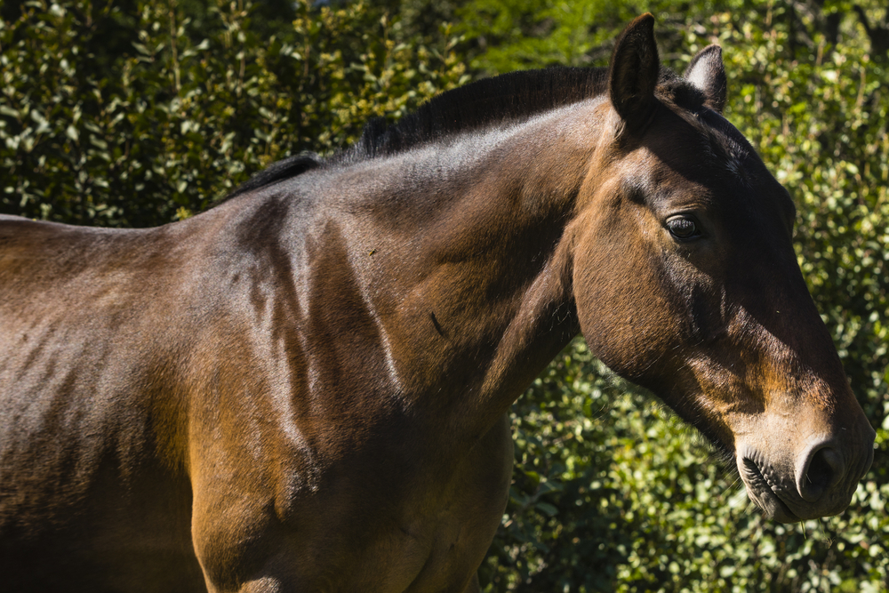 Horse on an Estancia in Rio Ceballos in Argentina