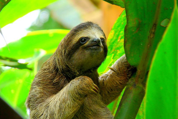 A sloth in the rainforest at Manuel Antonio National  Park in Costa Rica