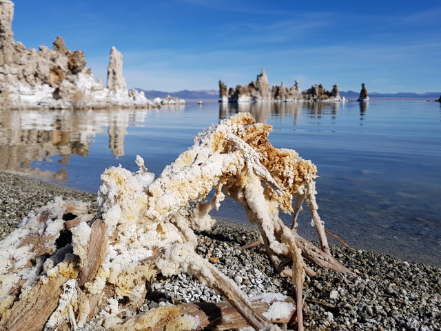 Crystallized salt on a plant at Mono Lake