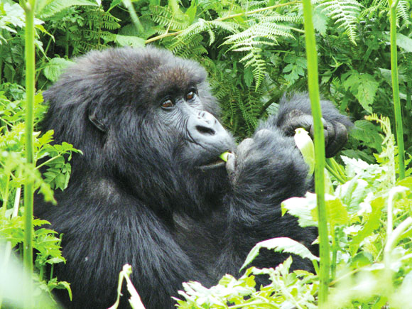 Mountain gorilla-Rwanda