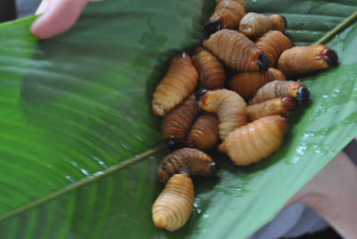 eating grubs in the amazon jungle