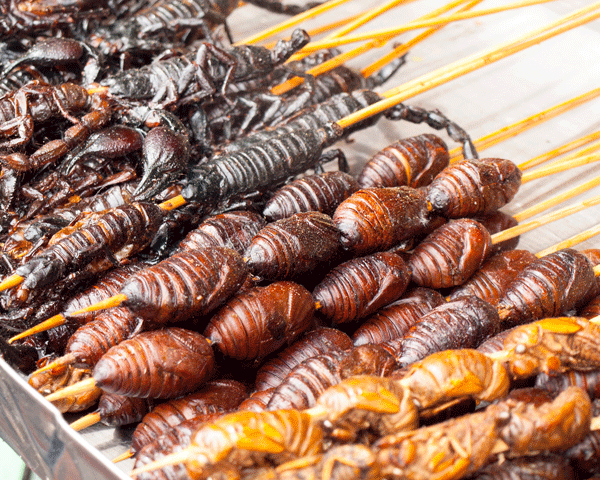 Edible insect skewers - world's most contested food