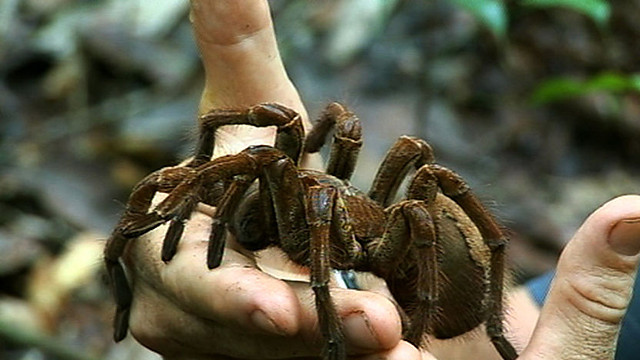 bird-eating spider Amazon