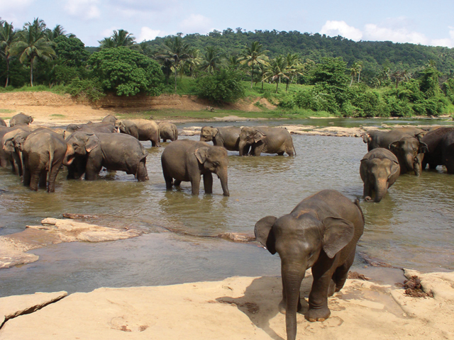 Elephants bathing in a river in Sri Lanka